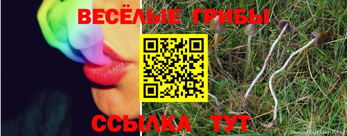 Черкесск  Псилоцибиновые грибы ЛСД  Псилоцибиновые грибы Psilocybe  Вход с VPN 